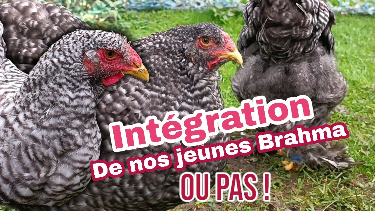 poule brahma coucou introduire de nouveaux arrivants au poulailler ....