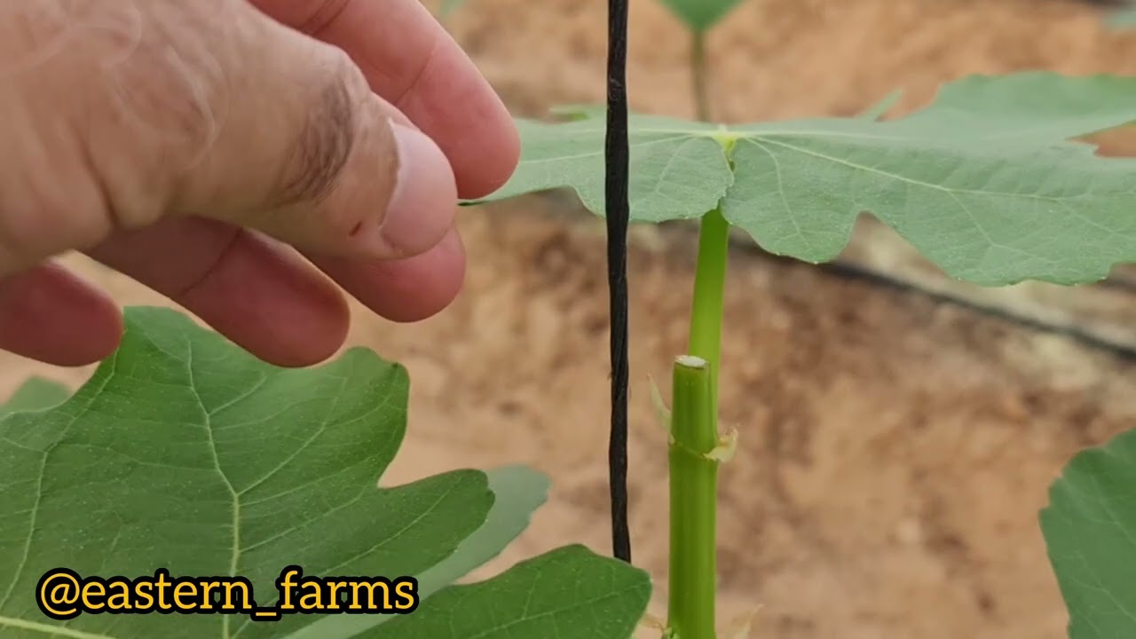 الزراعة المكثفة للتين في البيت المحمي