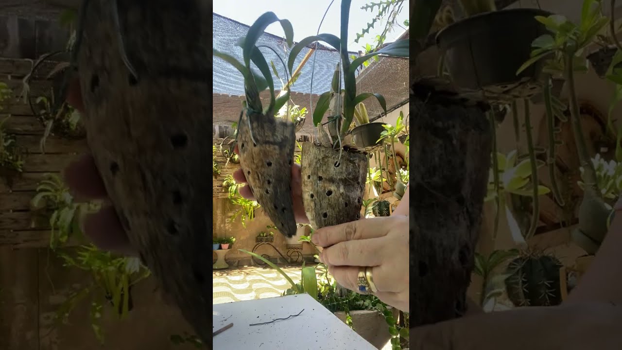 #❤️❤️Replantando denfhal no chifre🎊🎊🎊🎉