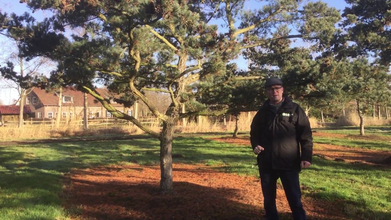 Pinus, een veelzijdige boom | Bomenvlog #05