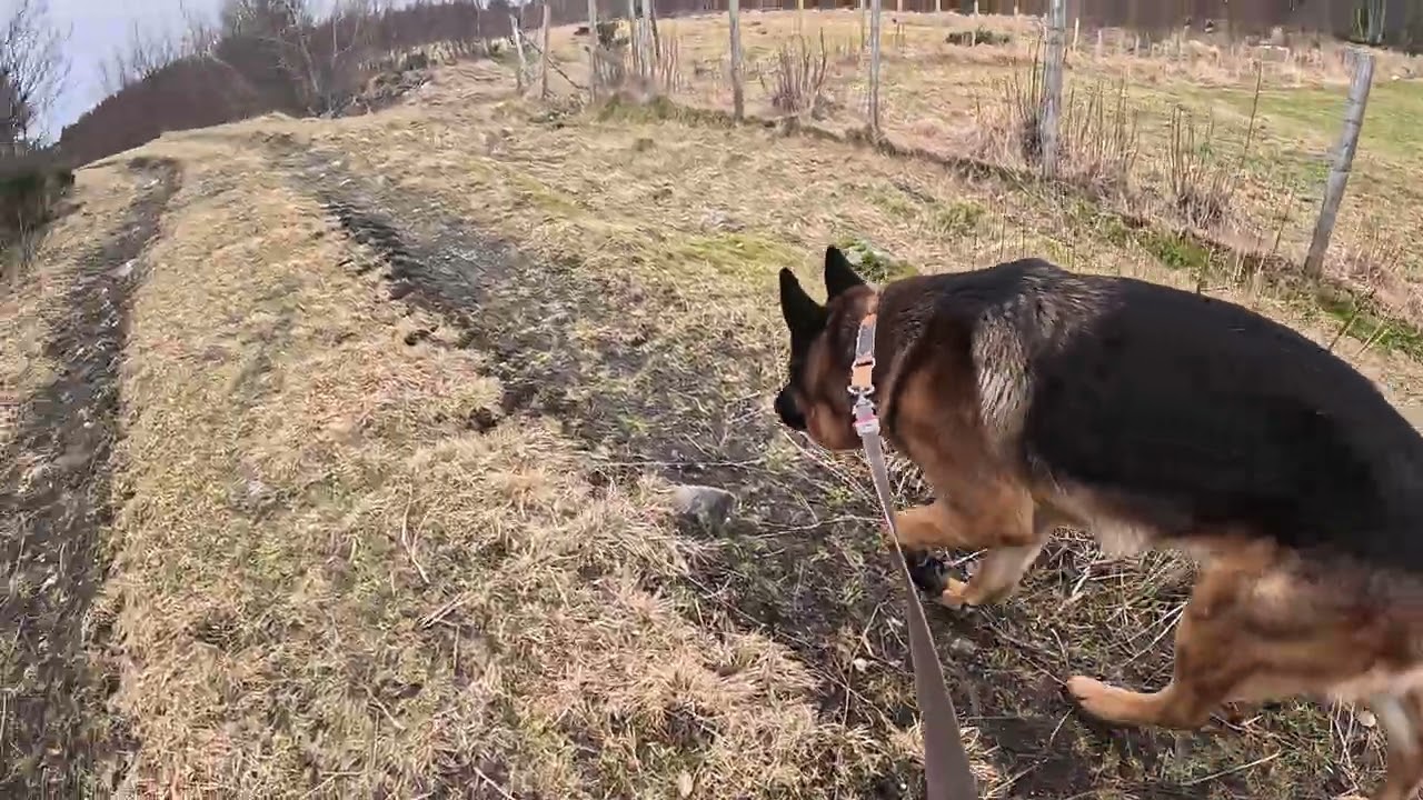 German shepherd on walk. Eros på tur.12.03.2026. Another one of you tubes most boring video.