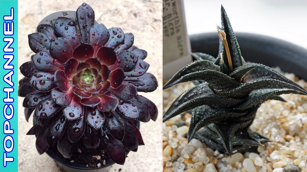 7 Suculentas de Color Negro más Inusuales