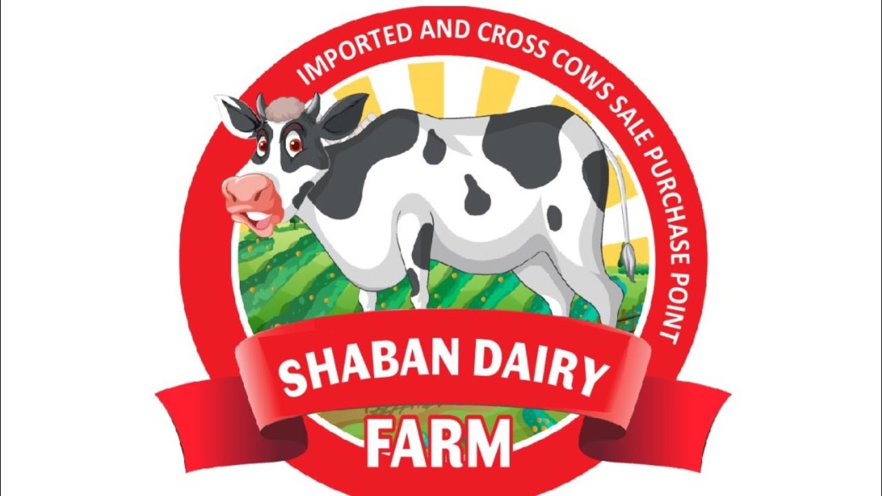 Shaban Dairy Farm, Hattar - Imported and Cross Cows sale and purchase point