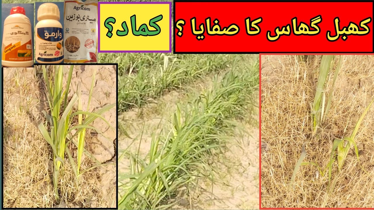 How to control khabal Grass in ratoon sugarcane || مونڈی کماد میں کھبل گھاس کا صفایا؟