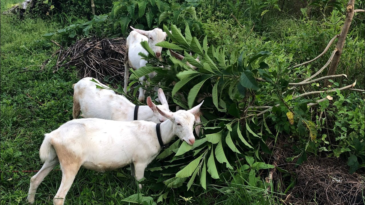 Goats in the Jungle