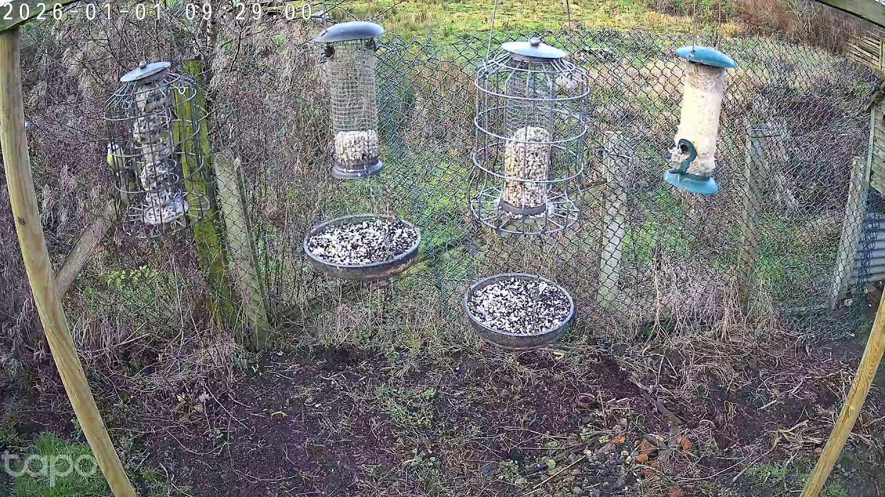 Welcome to 2026 - Feeder cams