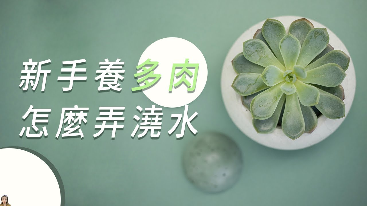 多肉植物养护|新手养多肉，告诉你浇水小秘诀，不烂根不黑腐养出美状态|花花世界