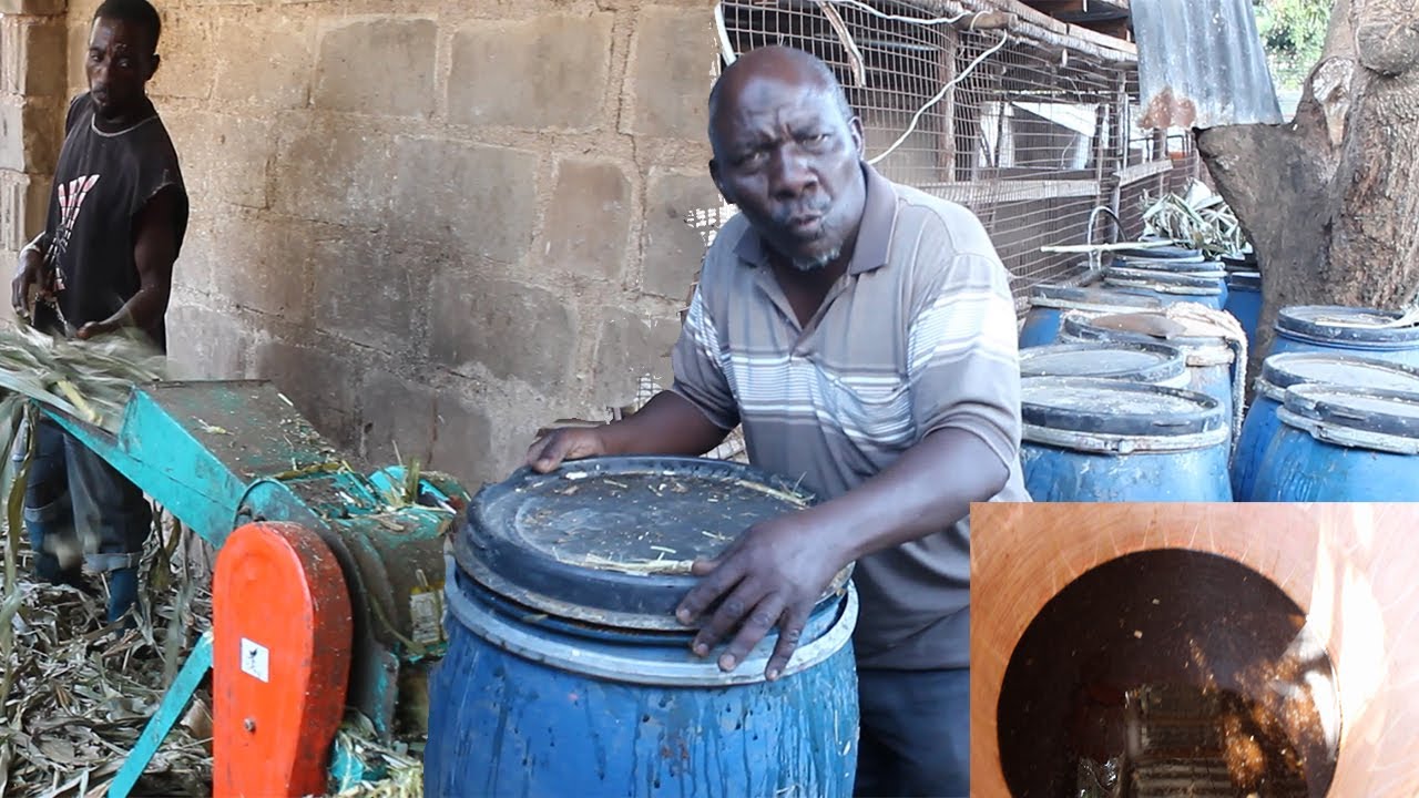 Mfugaji asiewalisha Kabisa !! NYASI Ng'ombe Wake - Anauza maziwa ya  Laki 2 Kila siku.