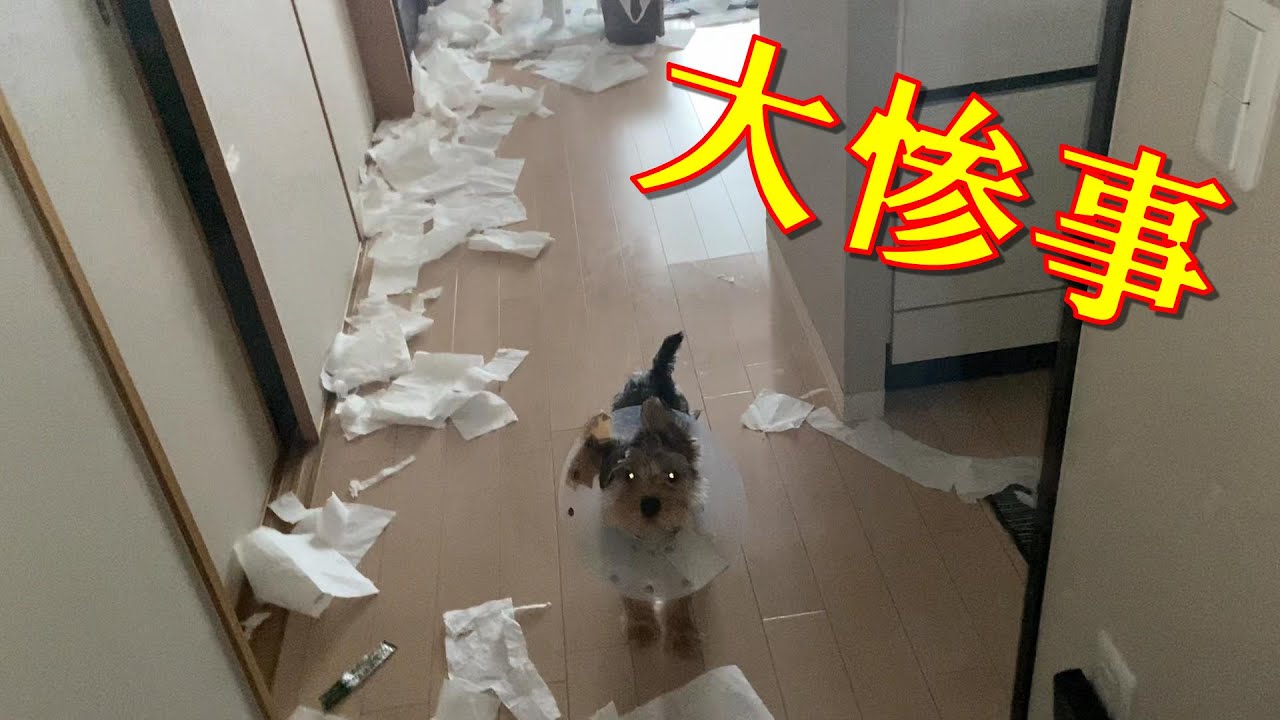【ストレス⁉】子犬が去勢手術後、家に帰ってきたらイタズラしまくり/共働き夫婦と子犬