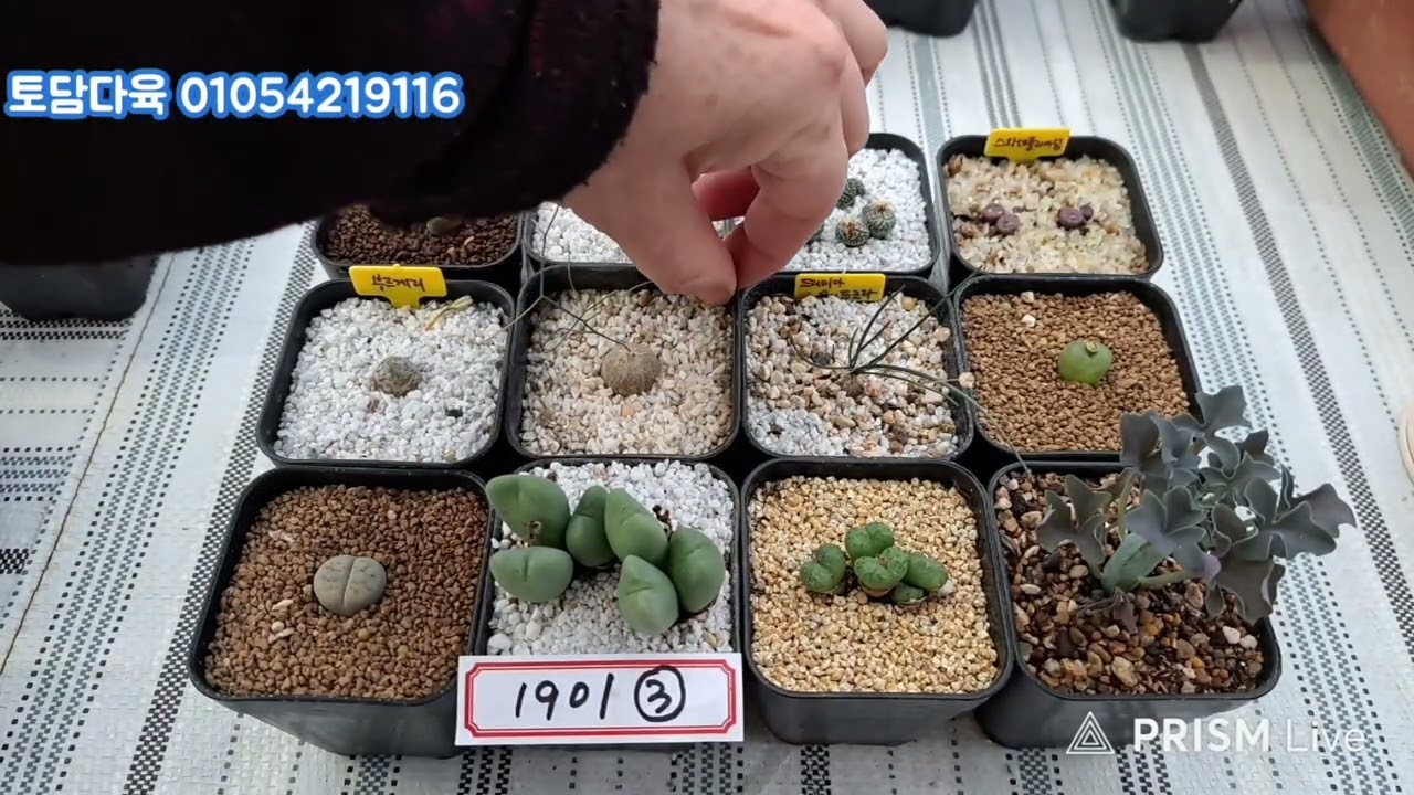 (판매완료)토담다육 01054219116 코노피튬 빌로붐 리톱스 모듬 3만원 26년1월19일(1901)