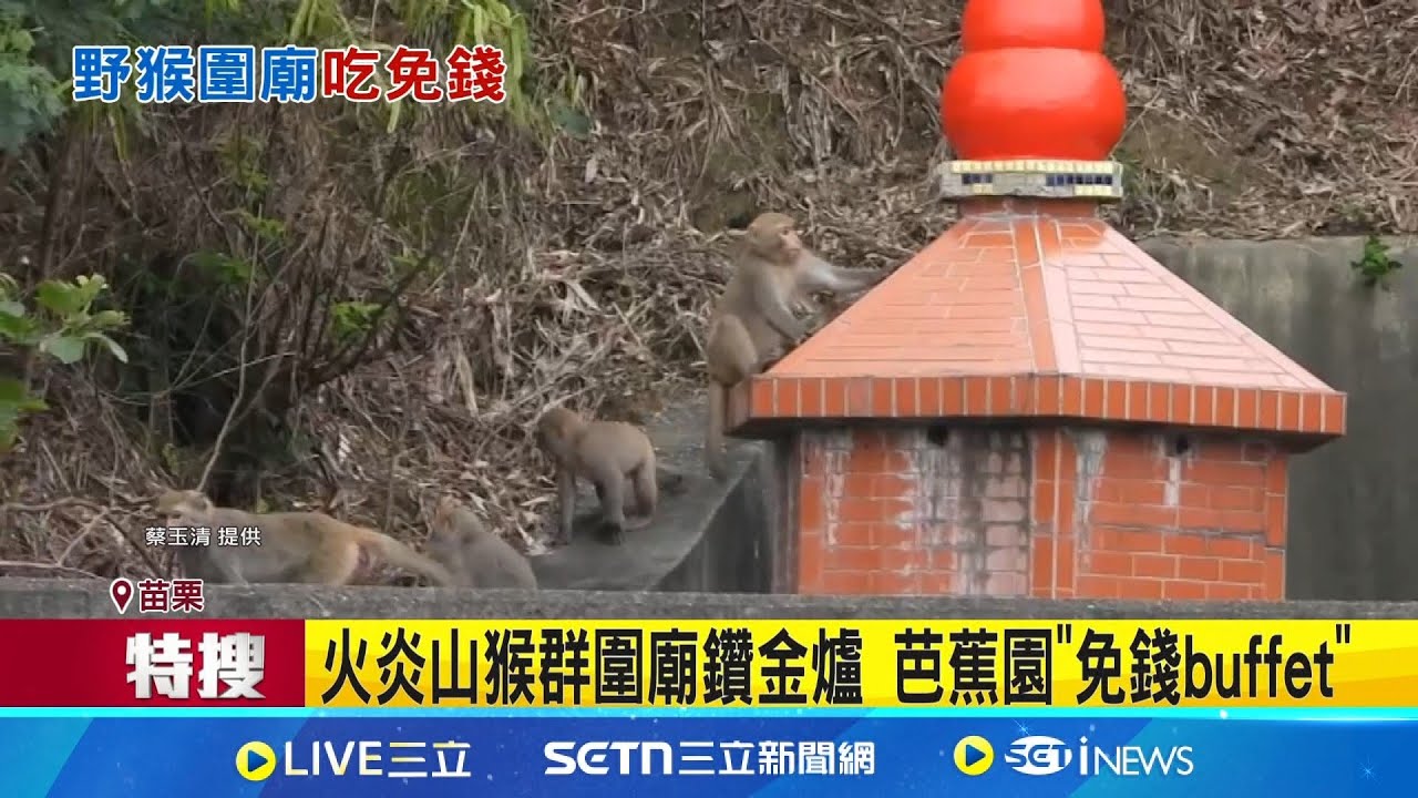 火炎山猴群圍廟鑽金爐 芭蕉園