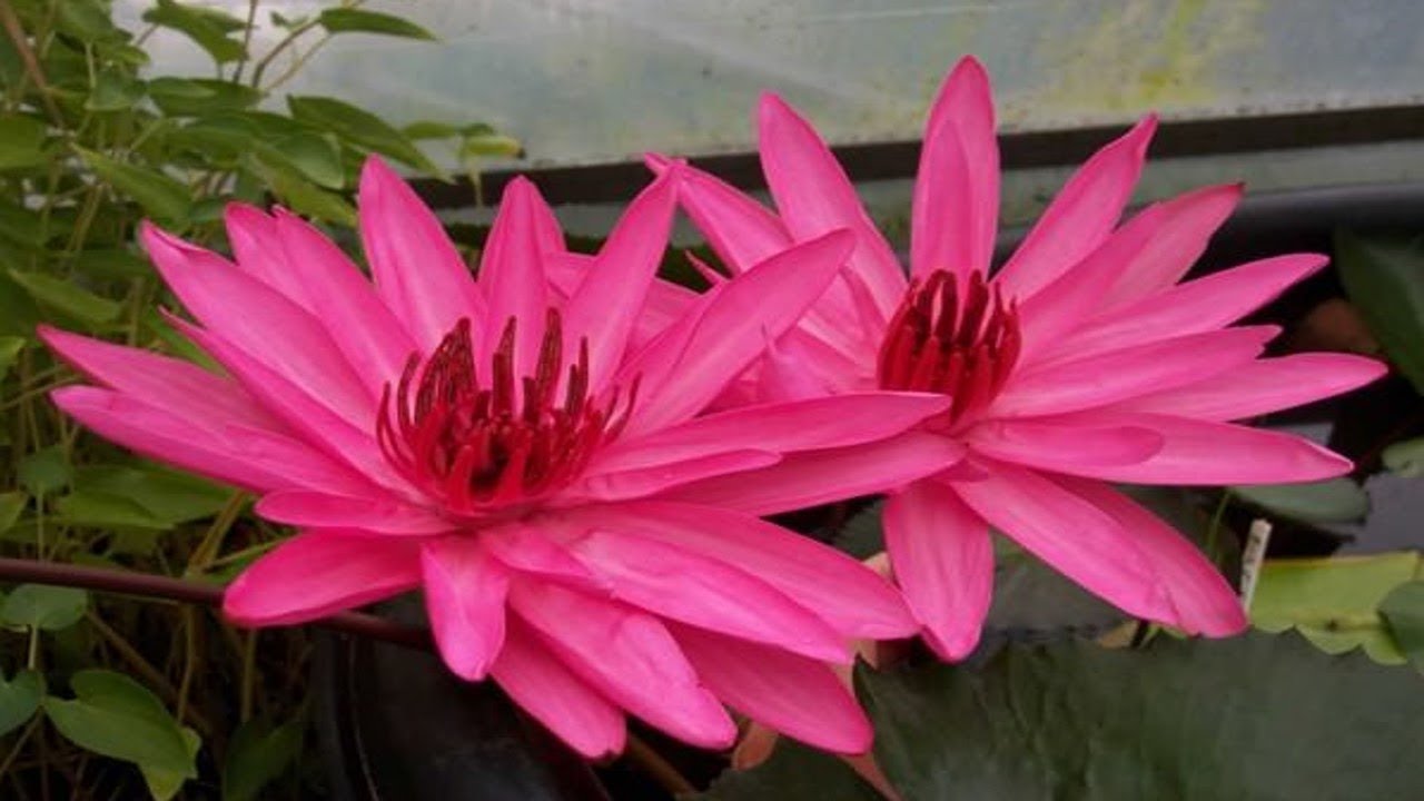 Top 10 Most Beautiful Night Blooming Flowers