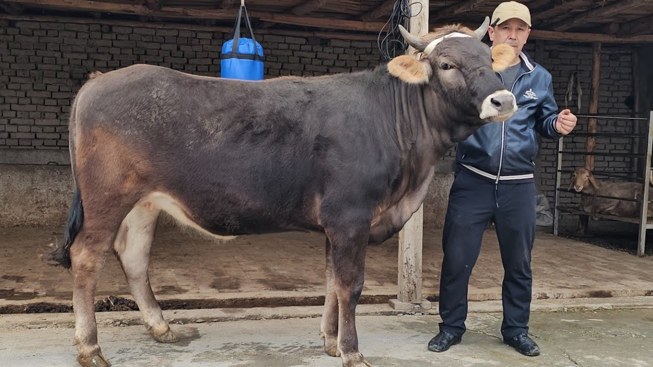 ARZONCHI LUTFULLO AKADA🔥 GERMAN SHVEST BO‘G‘OZLAR PULI ARZON BO‘G‘OZLAR🔥