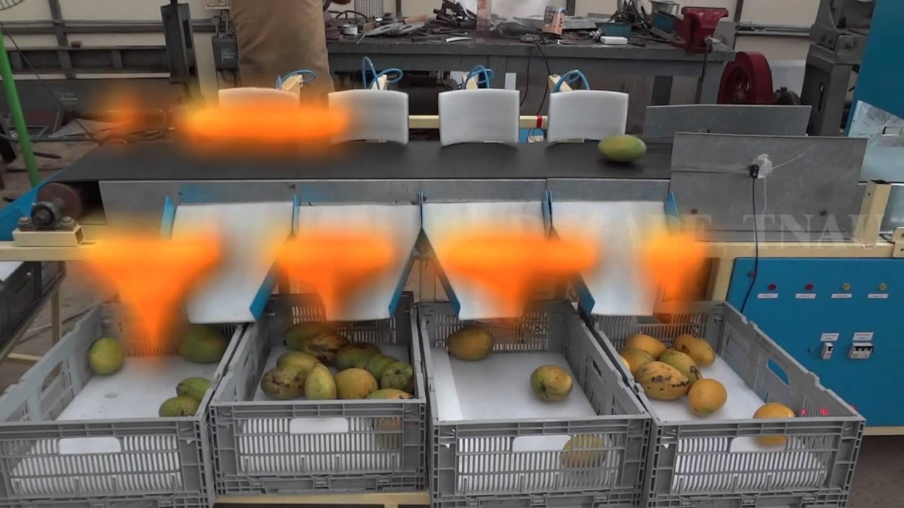 Online mango grader_TNAU