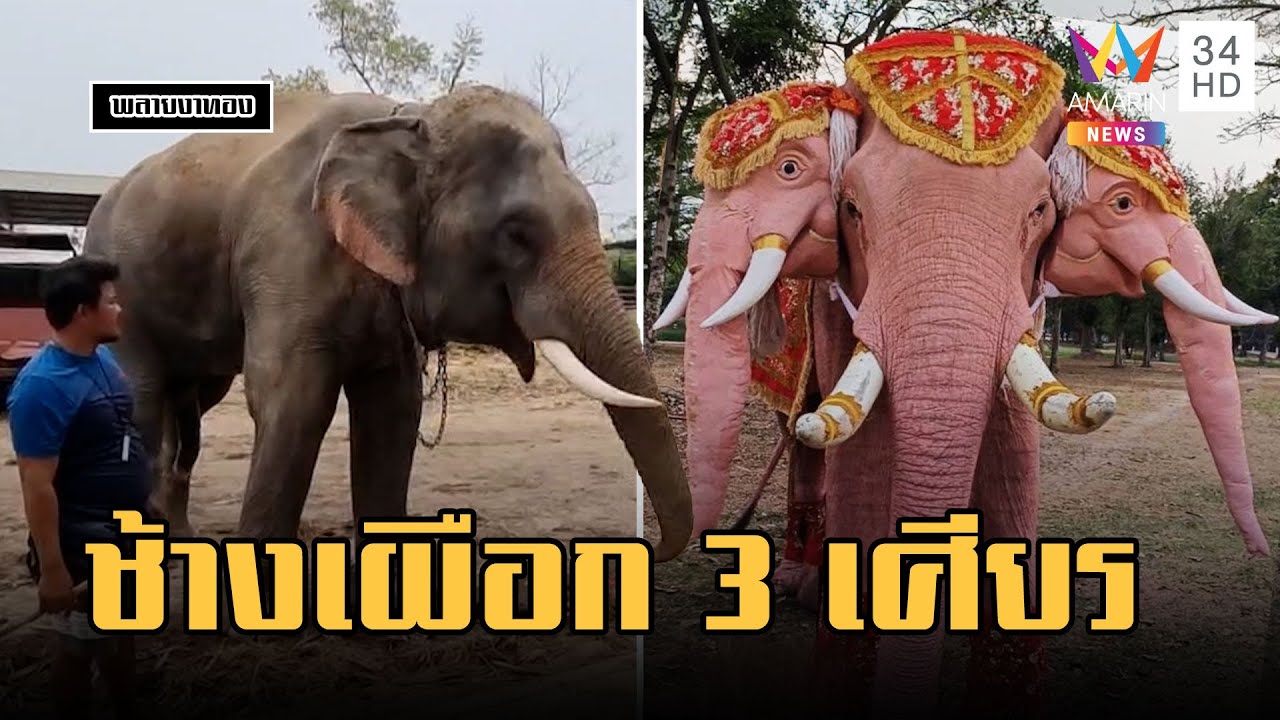 สาธุรัวๆ ช้างเผือก 3 เศียร ที่แท้พลายงาทองถูกทาสี | ข่าวเที่ยงอมรินทร์ | 7 เม.ย.66
