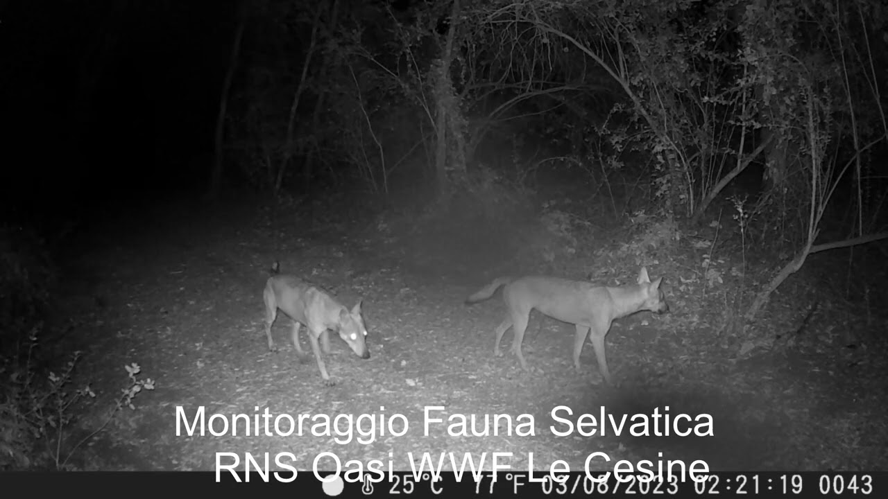 Lupi nel Salento, dalla Regione il via al monitoraggio. A disposizione 105mila euro