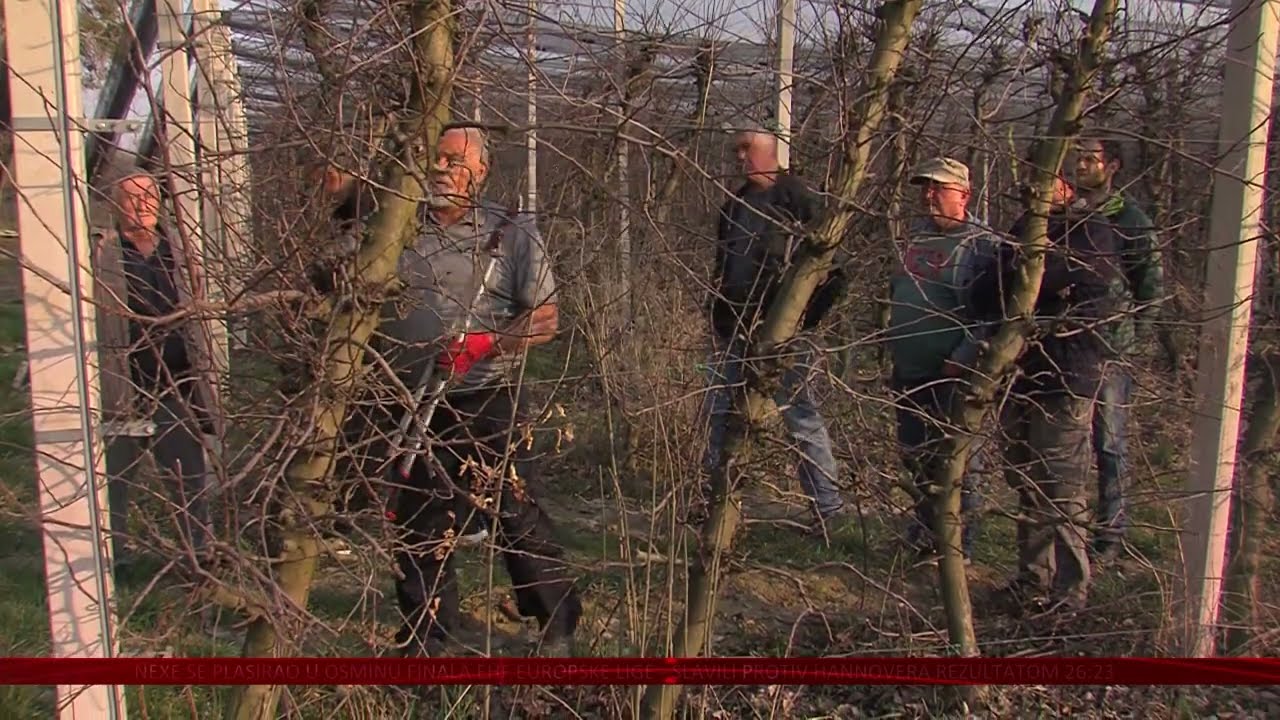 Kako pravilno orezati voćku? - voćari u Bizovcu učili tehnike rezidbe