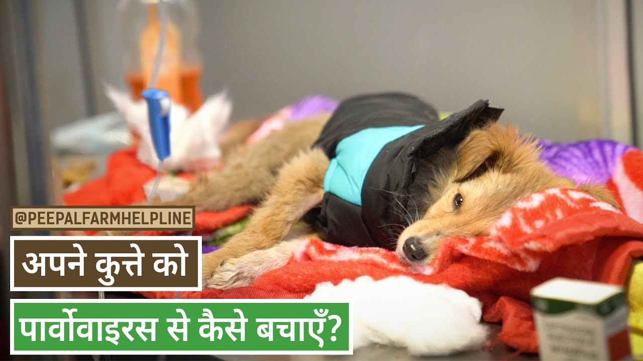 अपने कुत्ते को पार्वोवायरस से कैसे बचाएँ ? | PARVOVIRUS - How to prevent and treat parvo in puppies