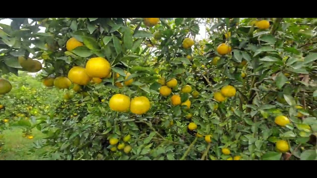 Jeruk siam madu Malang || jeruk lokal || panen jeruk || berkebun jeruk || 