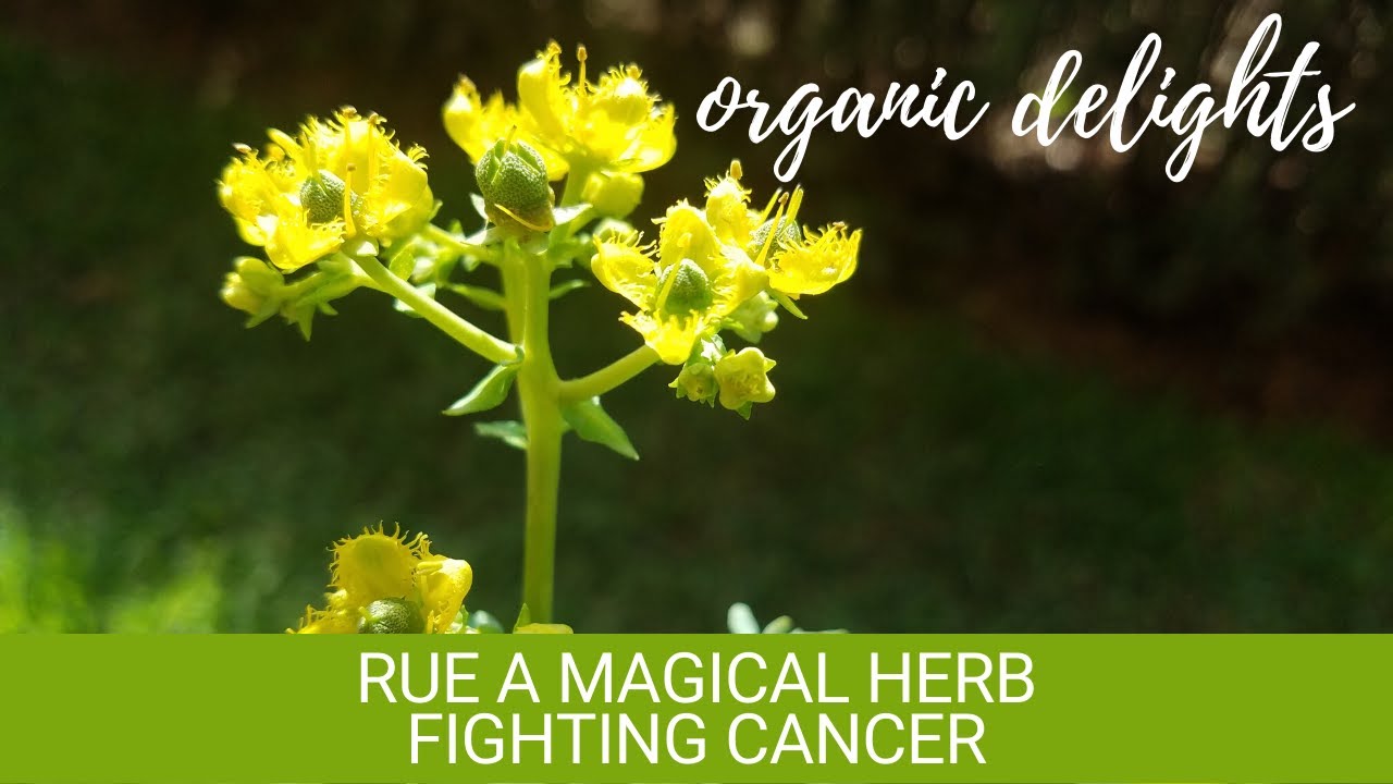 RUE a magical herb fighting cancer