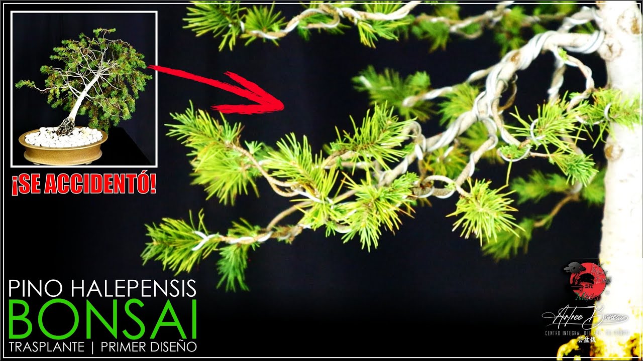 🌳 Pino Halepensis ACCIDENTADO! | TRASPLANTE DE EMERGENCIA!... y Diseño