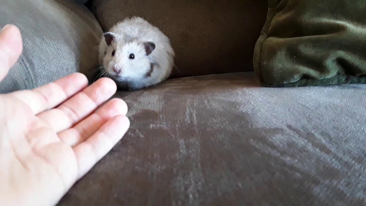 Hamster YAWN