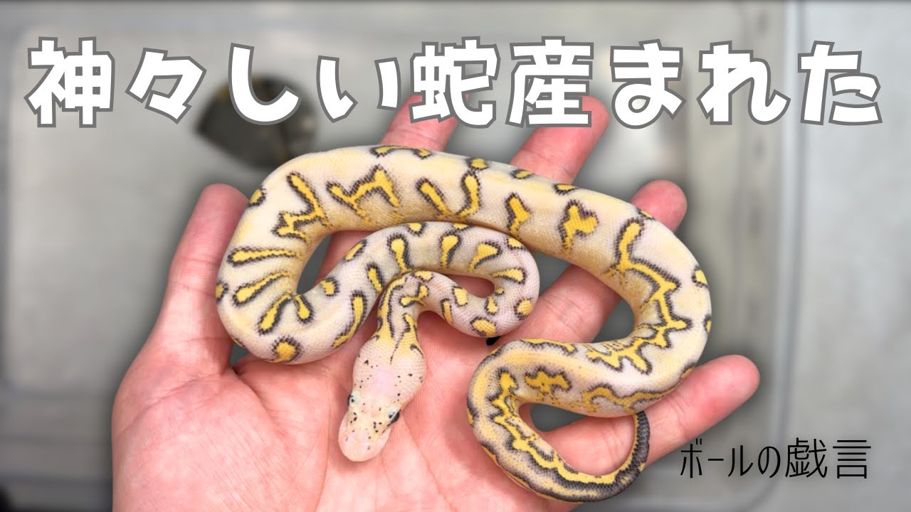 【ボールパイソン】美しい蛇が産まれてきてくれました【個体紹介】