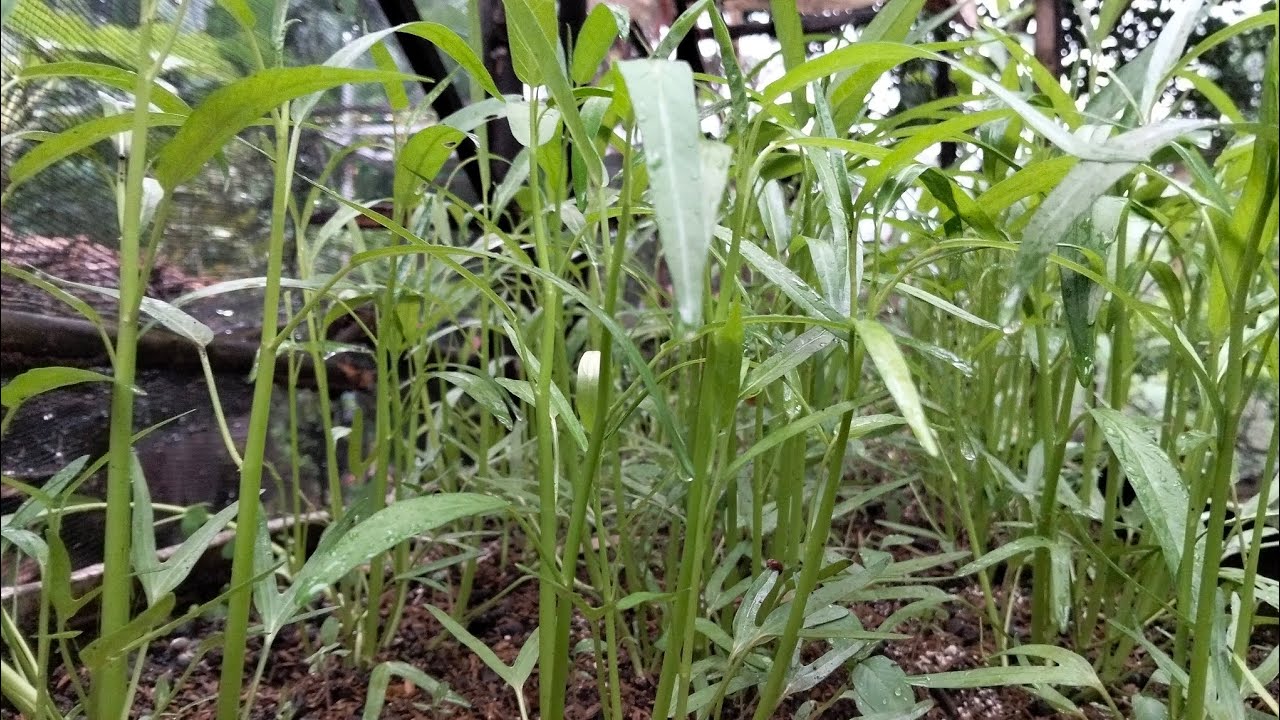 Pengecekan 5 tanaman.termasuk yang sering kita olah di dapur..ada  timun.cabe.kangkung.tomat.terong