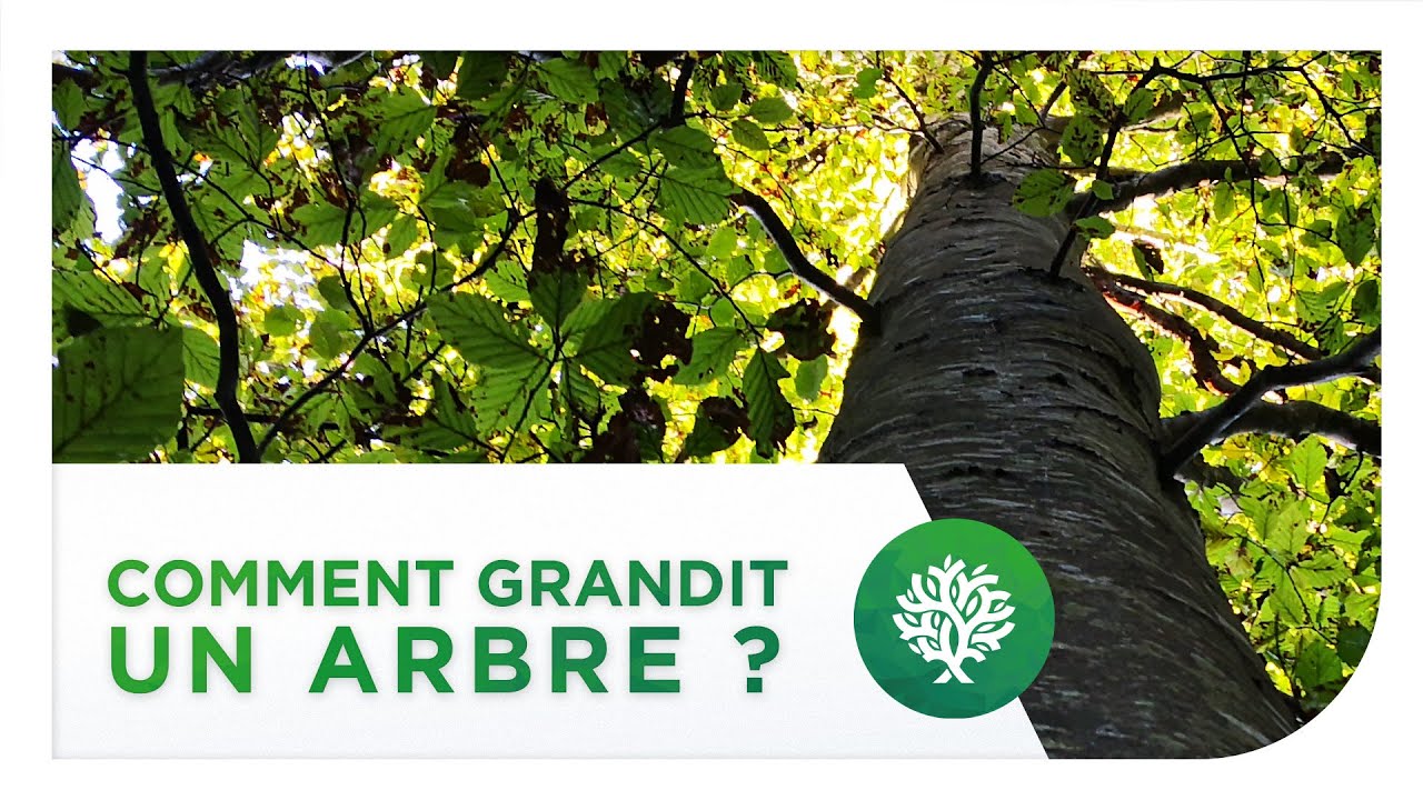 [Chroniques Sylvestres #1] Comment grandit un arbre ?