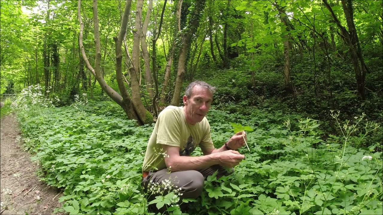 Foraging for ground elder