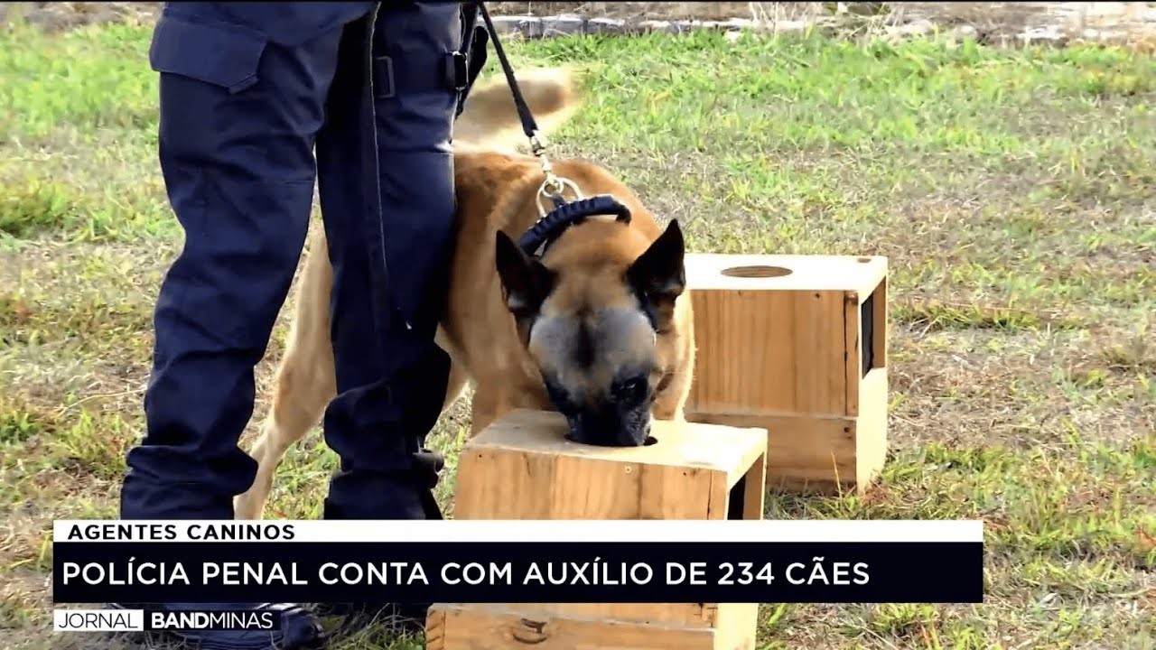 CÃES SÃO TREINADOS PARA AJUDAR NO COMBATE AO CRIME EM MINAS 03/06/2024