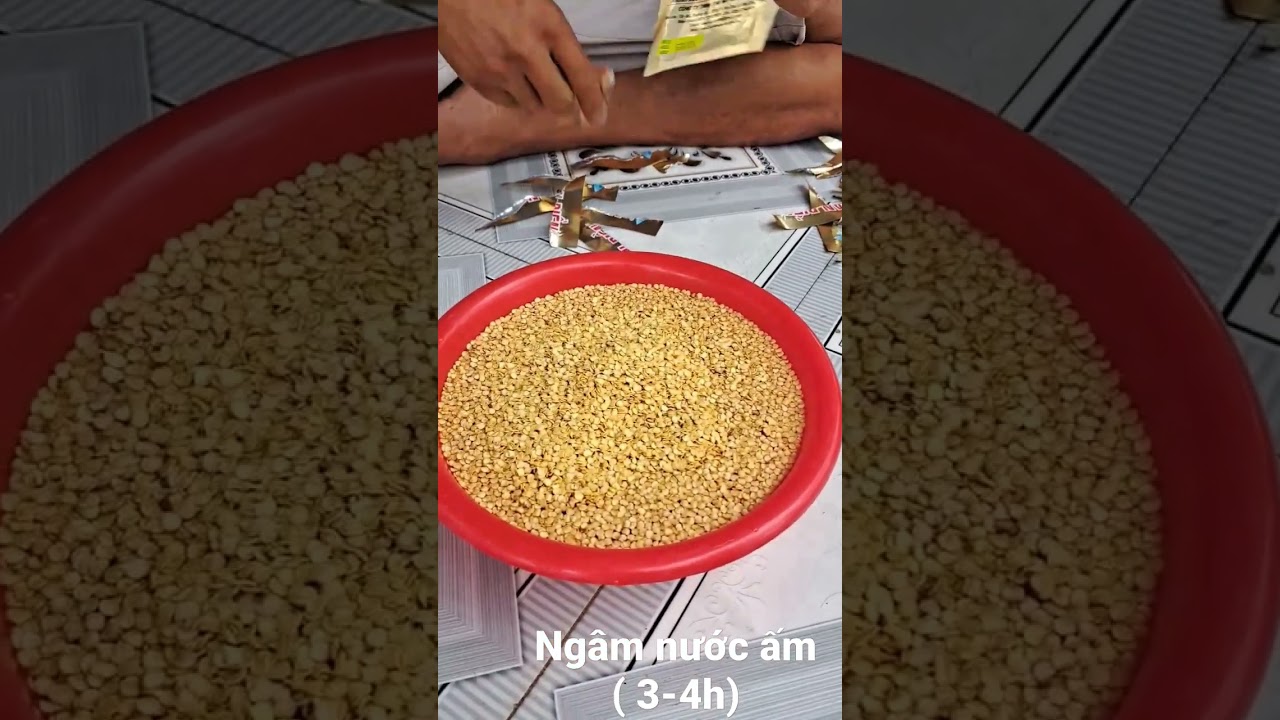 Ng&acirc;m hạt giống ớt sừng v&agrave;ng