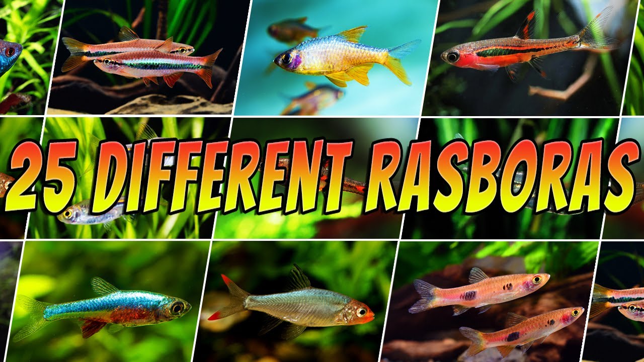 25 Different Types of Rasboras : Rare & Common Aquarium Rasbora Fish List