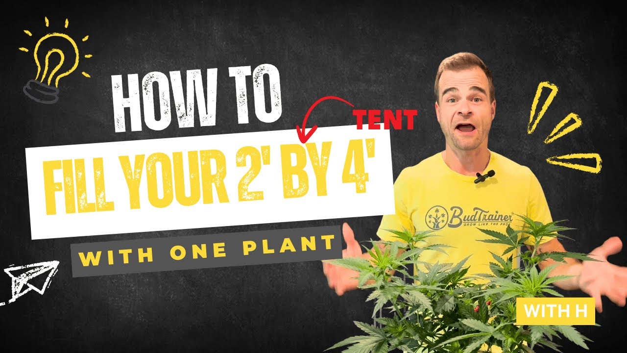 How to Train Your Plants in a 2' by 4' Tent