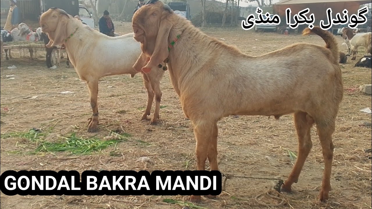Gondal Bakra Mandi Attock Visit | Milking Goats, Kids & Big Breeder Goats Prices with