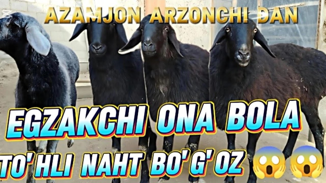 EGZAKCHI ONA BOLA NAHT BO'G'OZ SOVLIQ 3,500DAN 😱