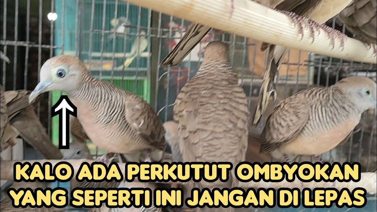 KALO ADA PERKUTUT OMBYOKAN YANG SEPERTI INI JANGAN DI LEPAS