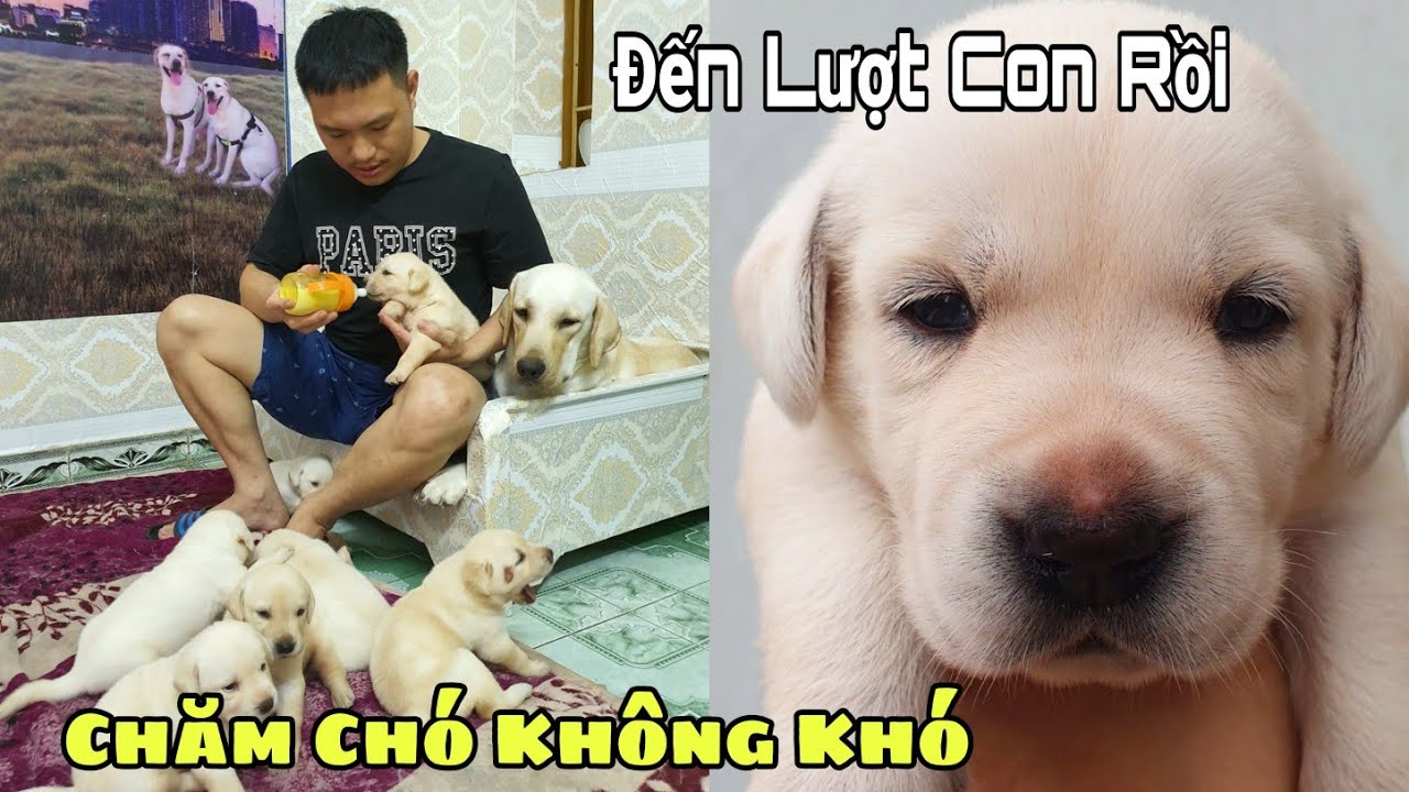 Ngày 22 | Nô Sắp Lấy Vợ Được Rồi - Cún Con Đang Mọc Răng Cắn Đau Quá
