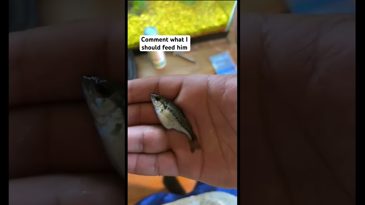 That&rsquo;s a small big boy! #tankpet #futurebigbass #largemouthbass