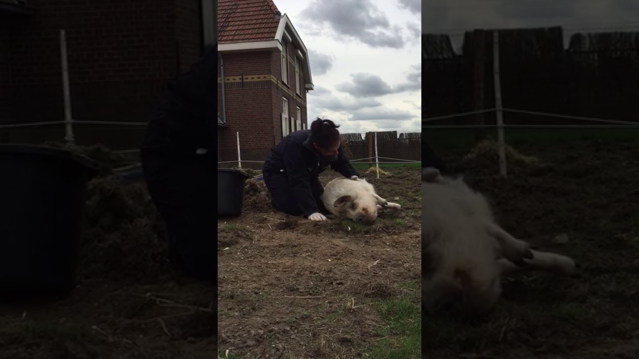 Knuffelen met varkens