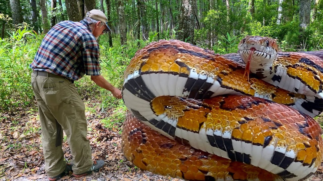 SNAKE ATTACK ~ A Grumpy Grumpy Corn Snake