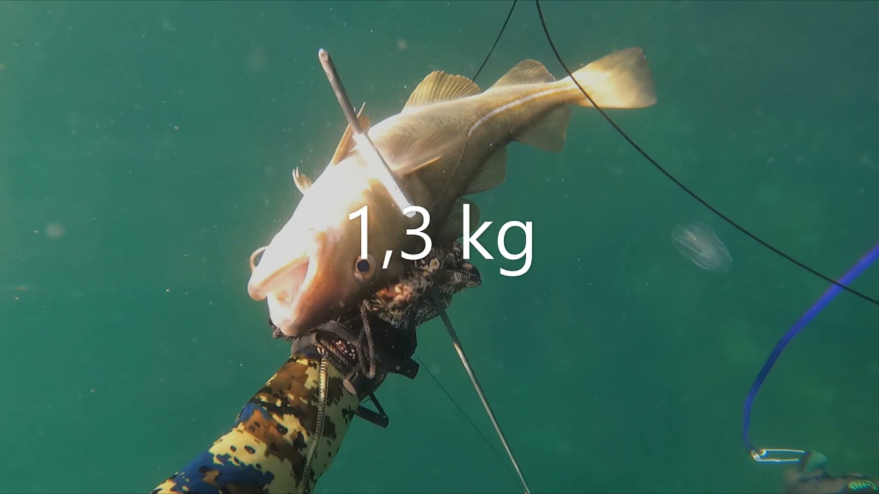 Skagen Mole