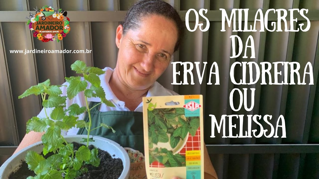 Como plantar erva cidreira ou melissa por sementes