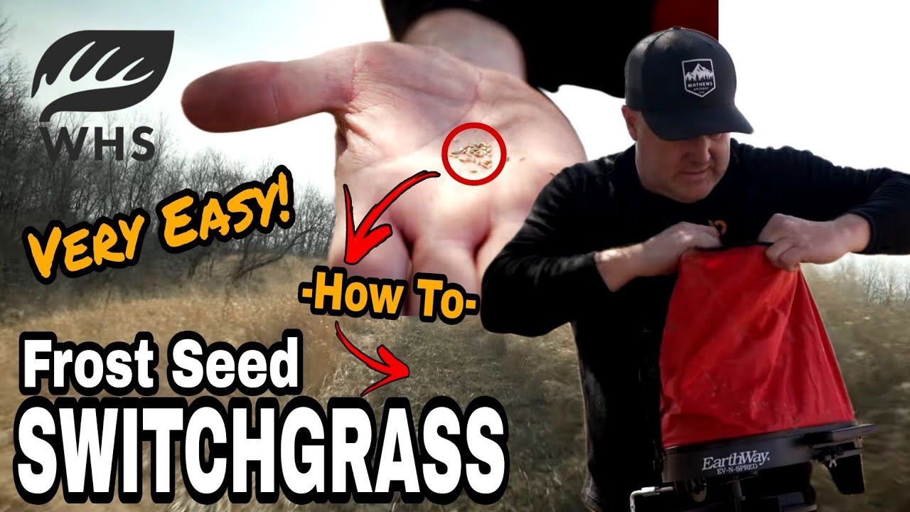Easy Way To Frost Seed Switchgrass