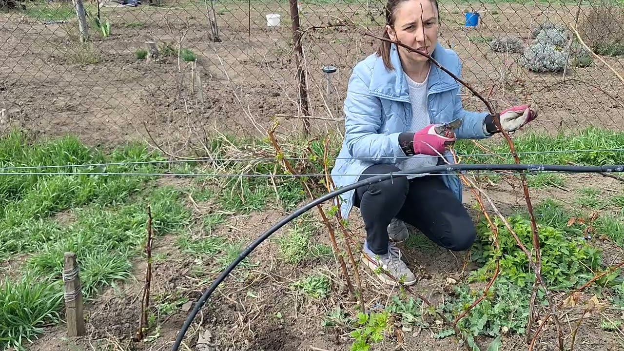 Taieri zmeura pentru incepatori