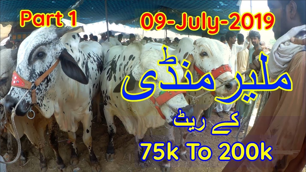 Karachi Malir Cow Mandi Prices Update 9 July 2019 Part 1