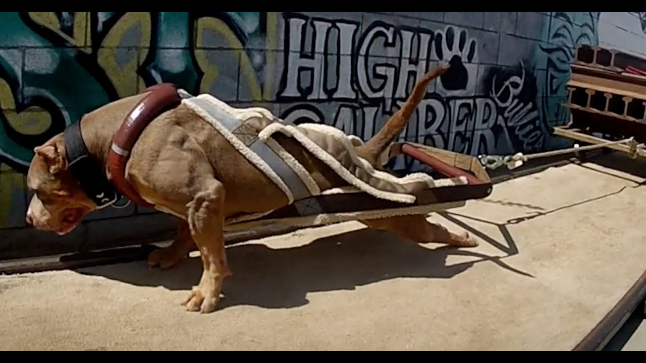 Самые сильные питбули мира используют Bully Max