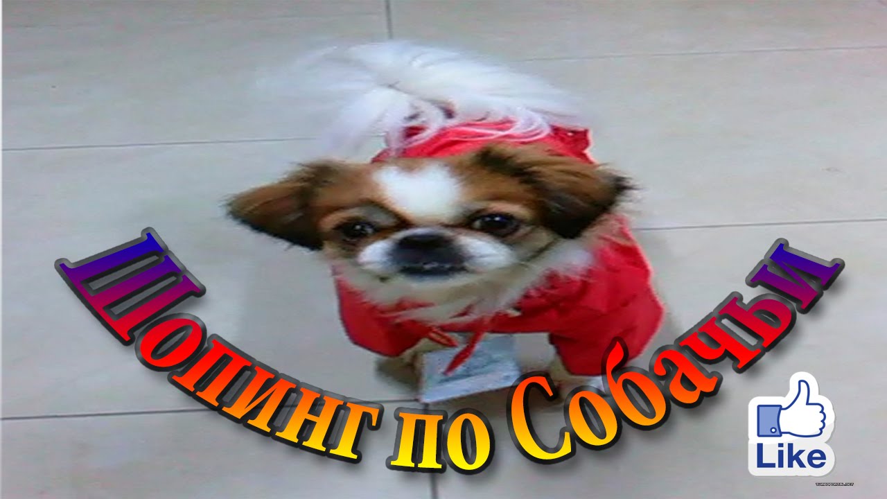 Японский Хин Стильная Собачка