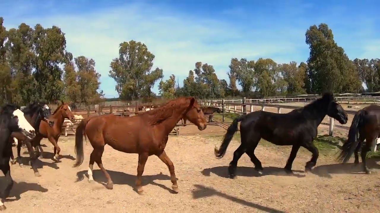 IL NOSTRO CIRCOLO IPPICO