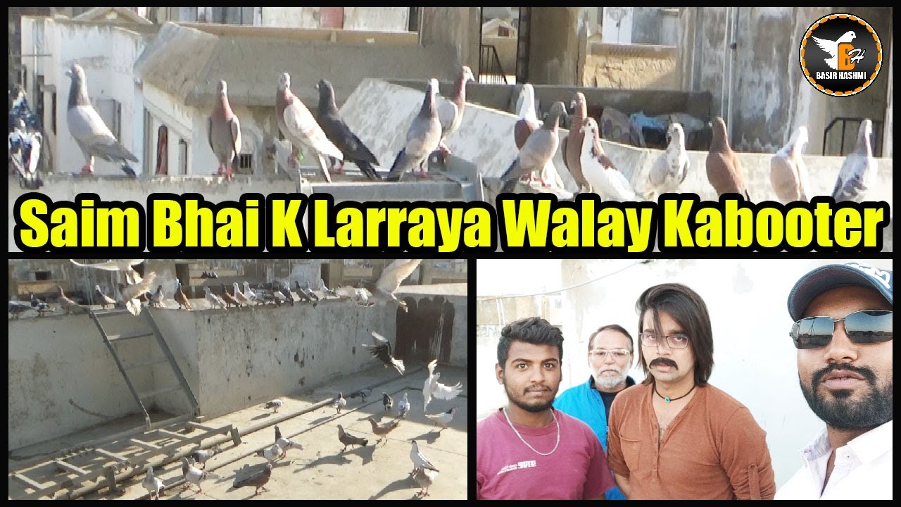 Saim Bhai Gulistan E Johar Walay Pigeons Fighting Video Kabooter Larrayya | Sherazi | Basir Hashmi